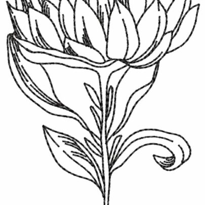 Proteas - 7